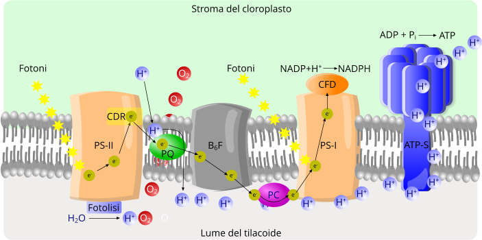 Fotosintesi clorofilliana - Fase luminosa